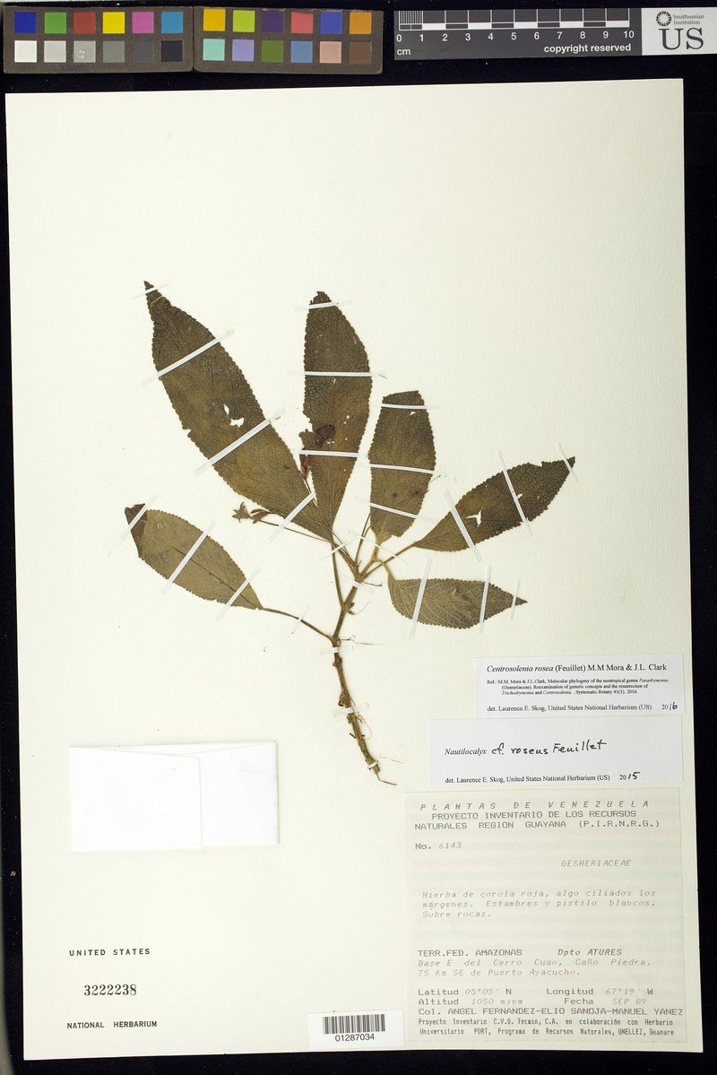 Centrosolenia rosea