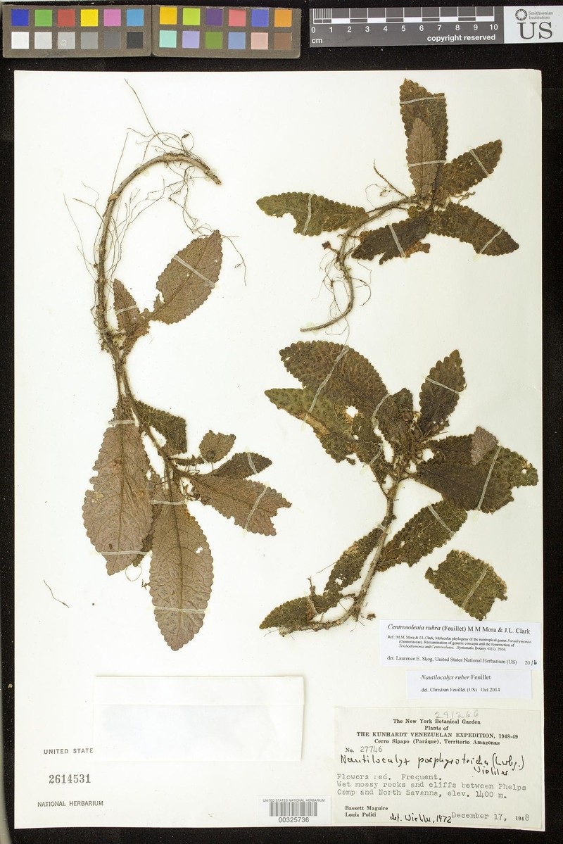 Centrosolenia rubra