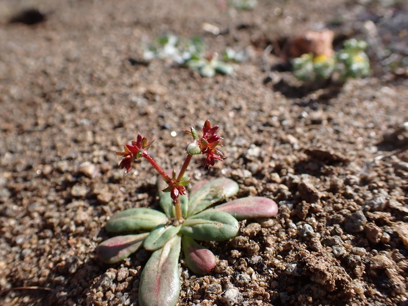 Red Triangles photo 2