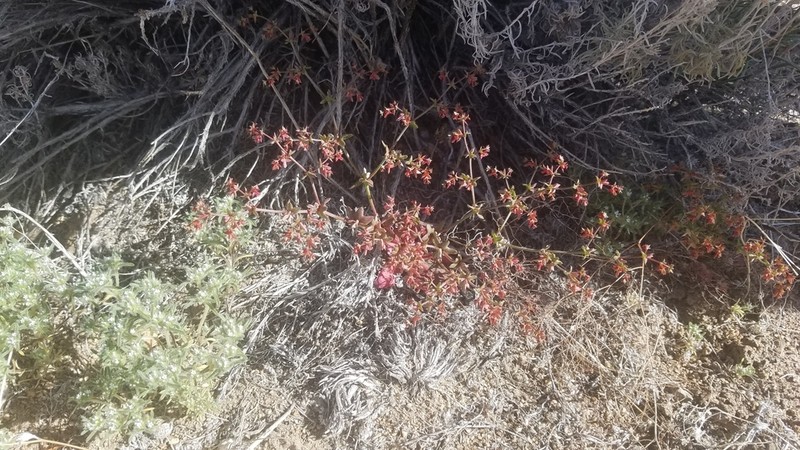 Red Triangles photo 5