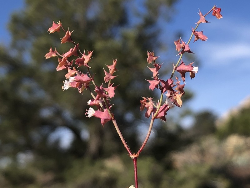 Red Triangles photo 7