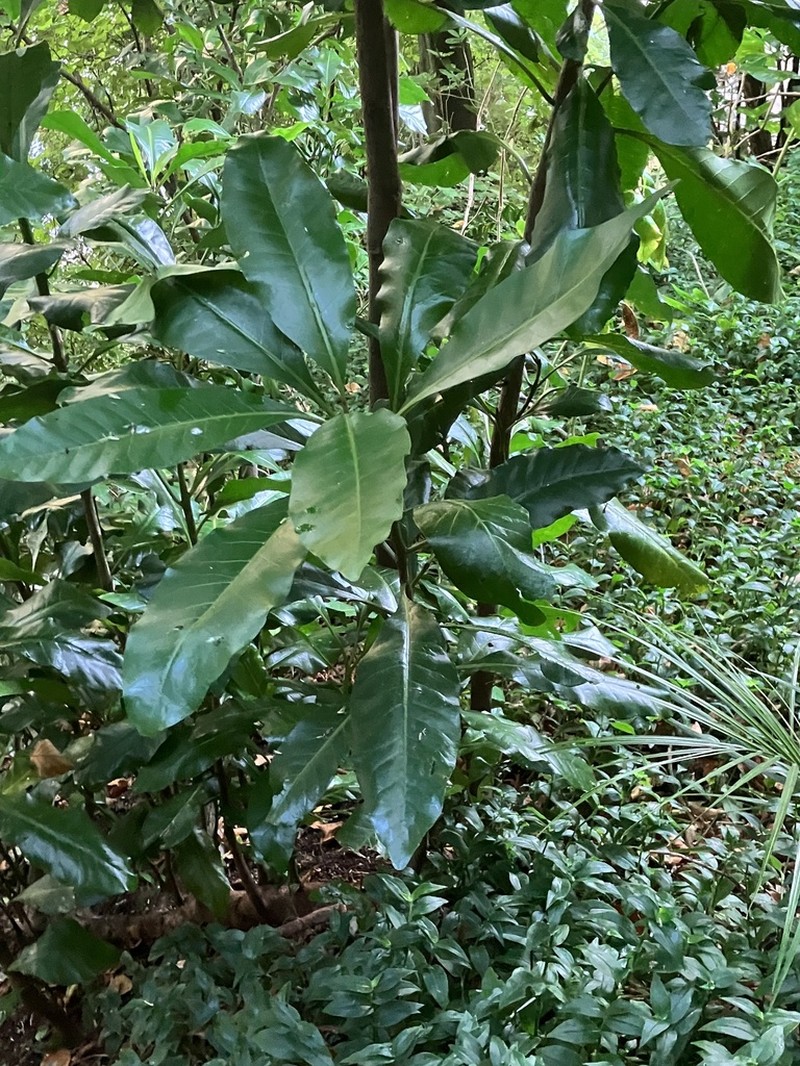 Australasian Catchbirdtree