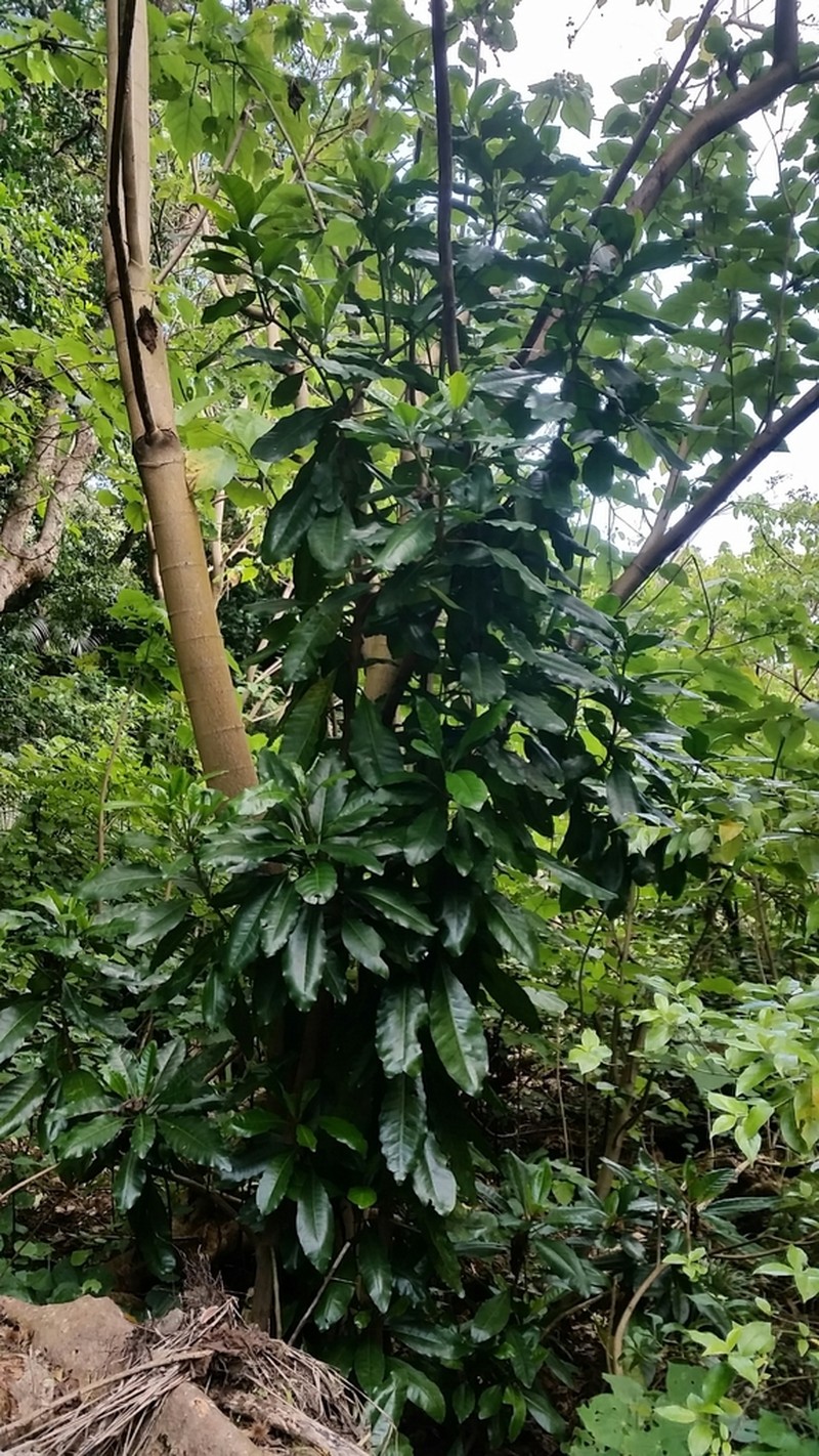 Australasian Catchbirdtree photo 2