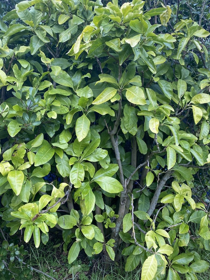 Australasian Catchbirdtree photo 3
