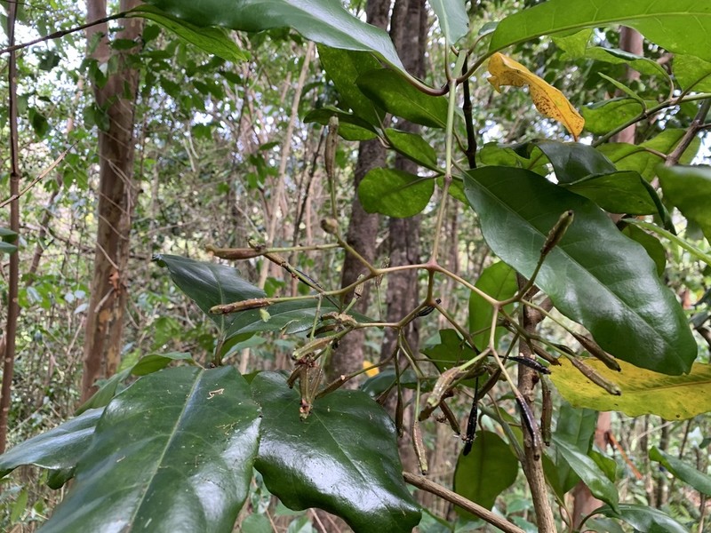 Australasian Catchbirdtree photo 4