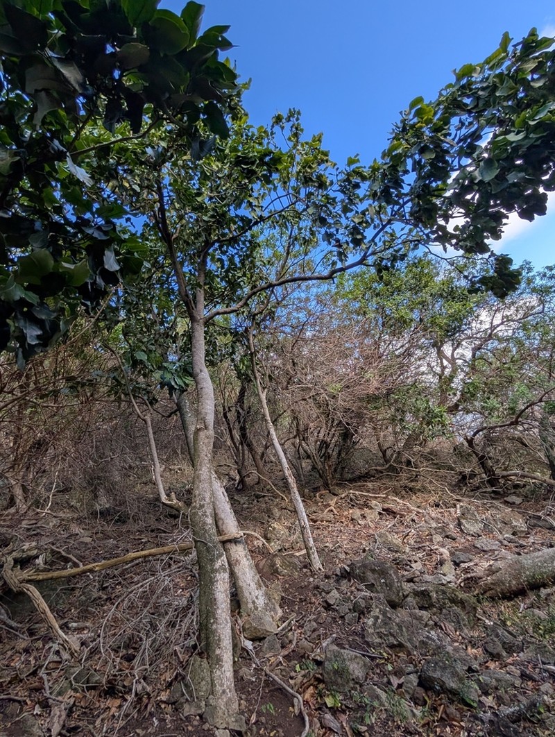 Australasian Catchbirdtree photo 6