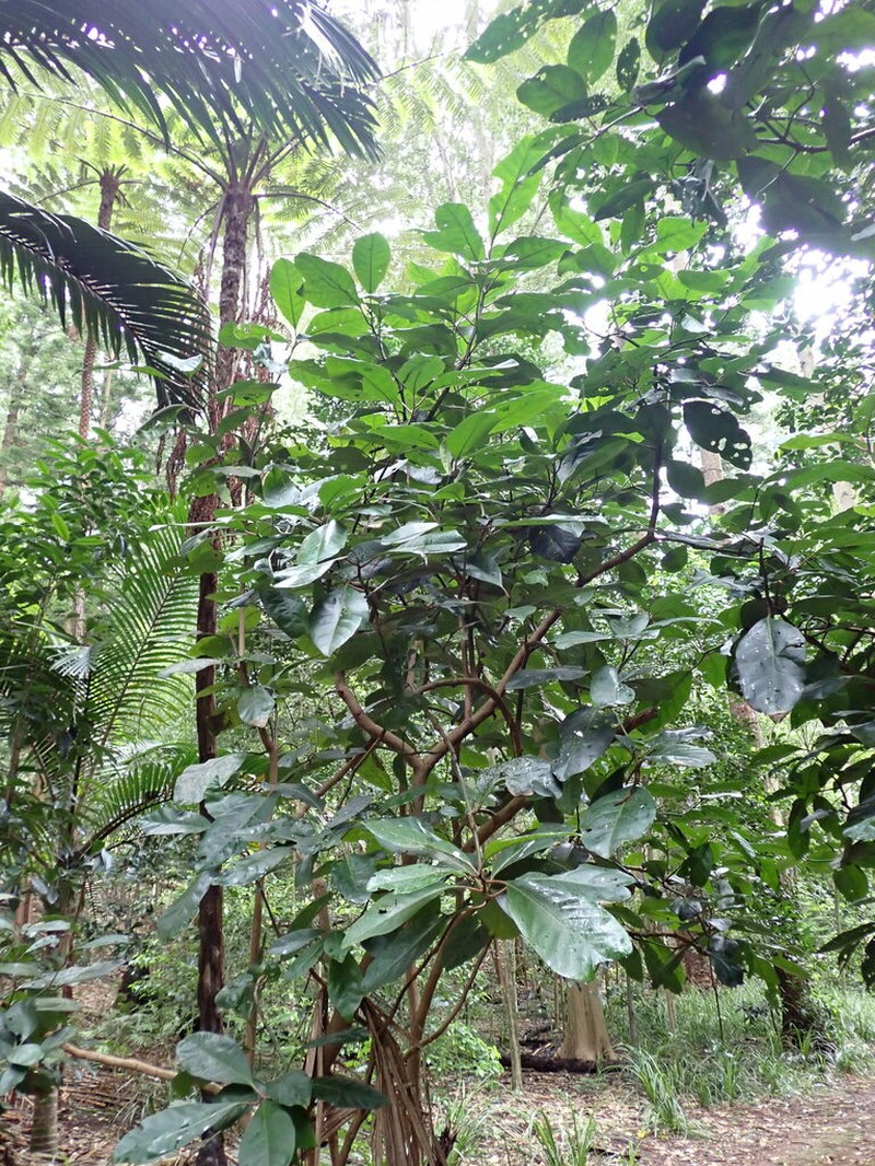 Australasian Catchbirdtree photo 8