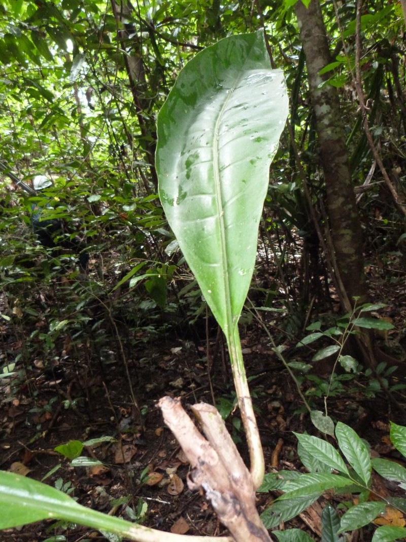 Ceodes cauliflora