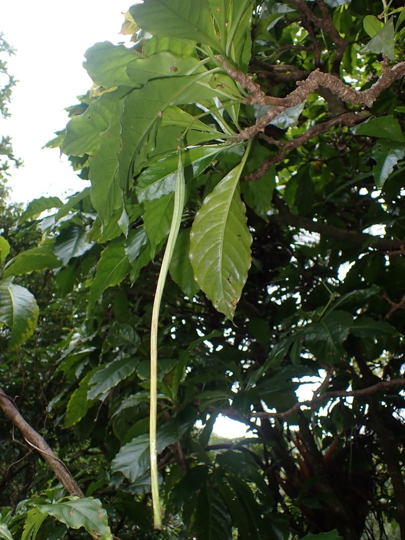 Ceodes gigantocarpa