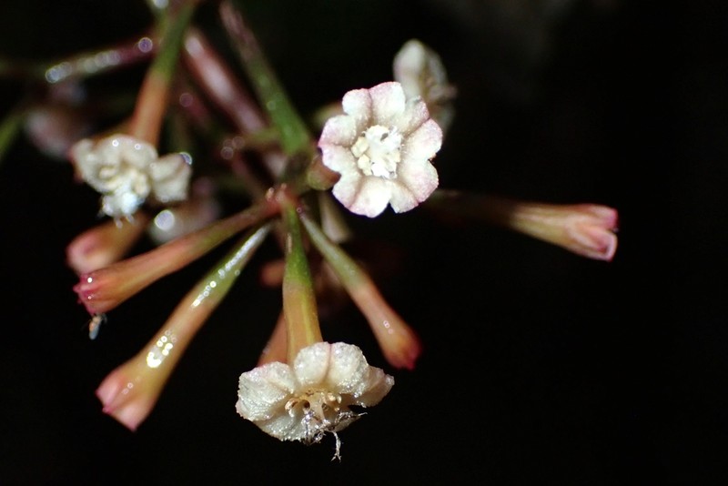 Ceodes gigantocarpa photo 2