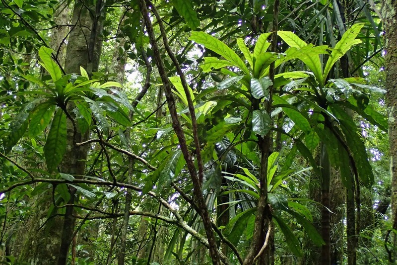 Ceodes gigantocarpa photo 3