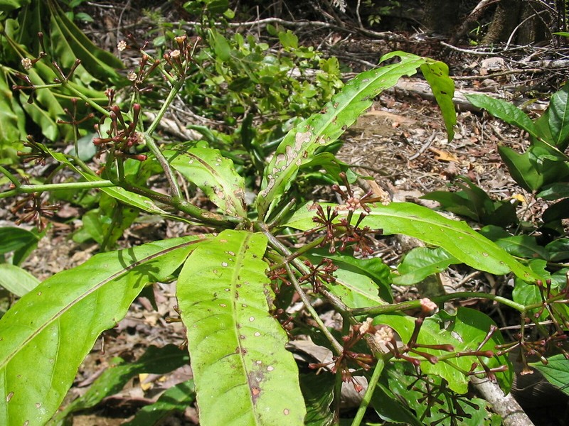 Ceodes gigantocarpa photo 4