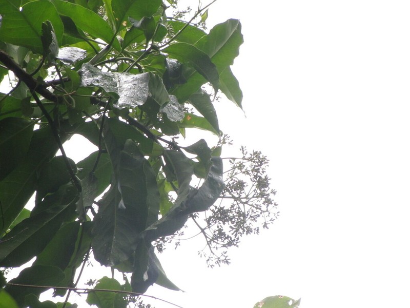 Ceodes gigantocarpa photo 6