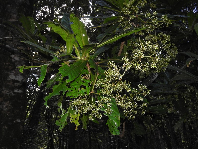 Ceodes gigantocarpa photo 7
