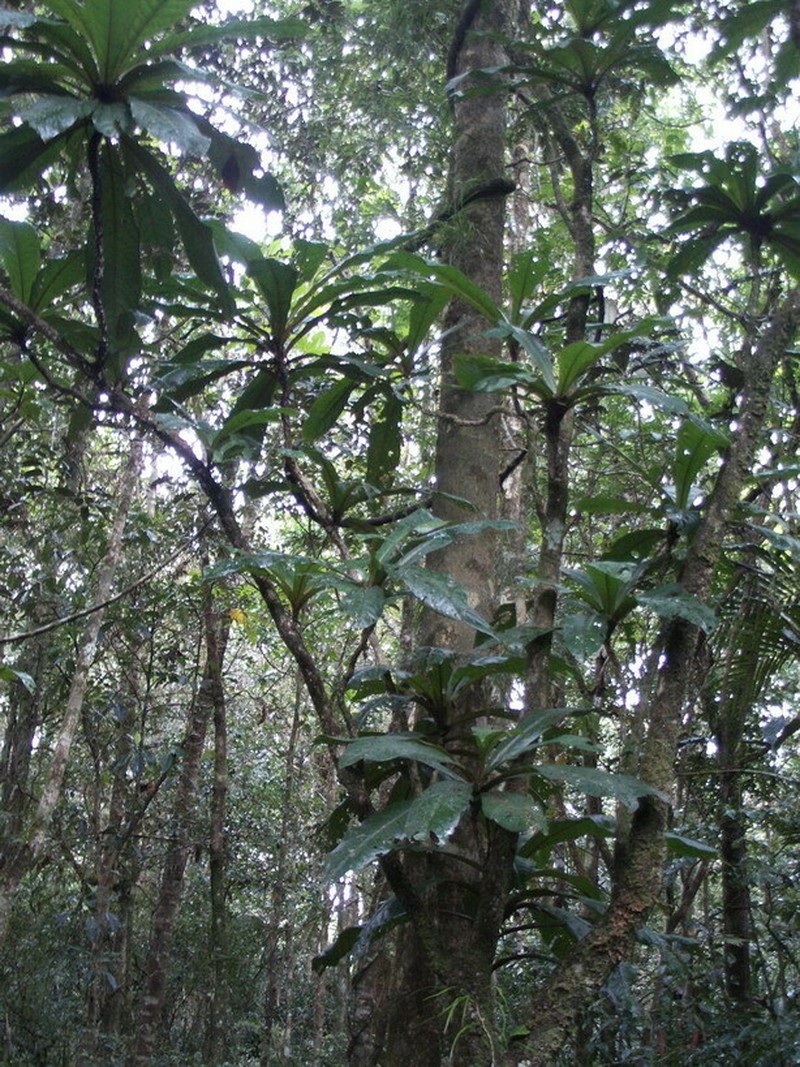 Ceodes gigantocarpa photo 8