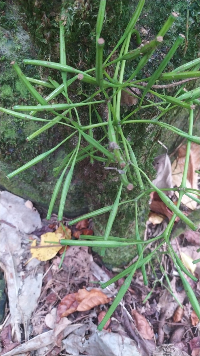 Ceodes taitensis