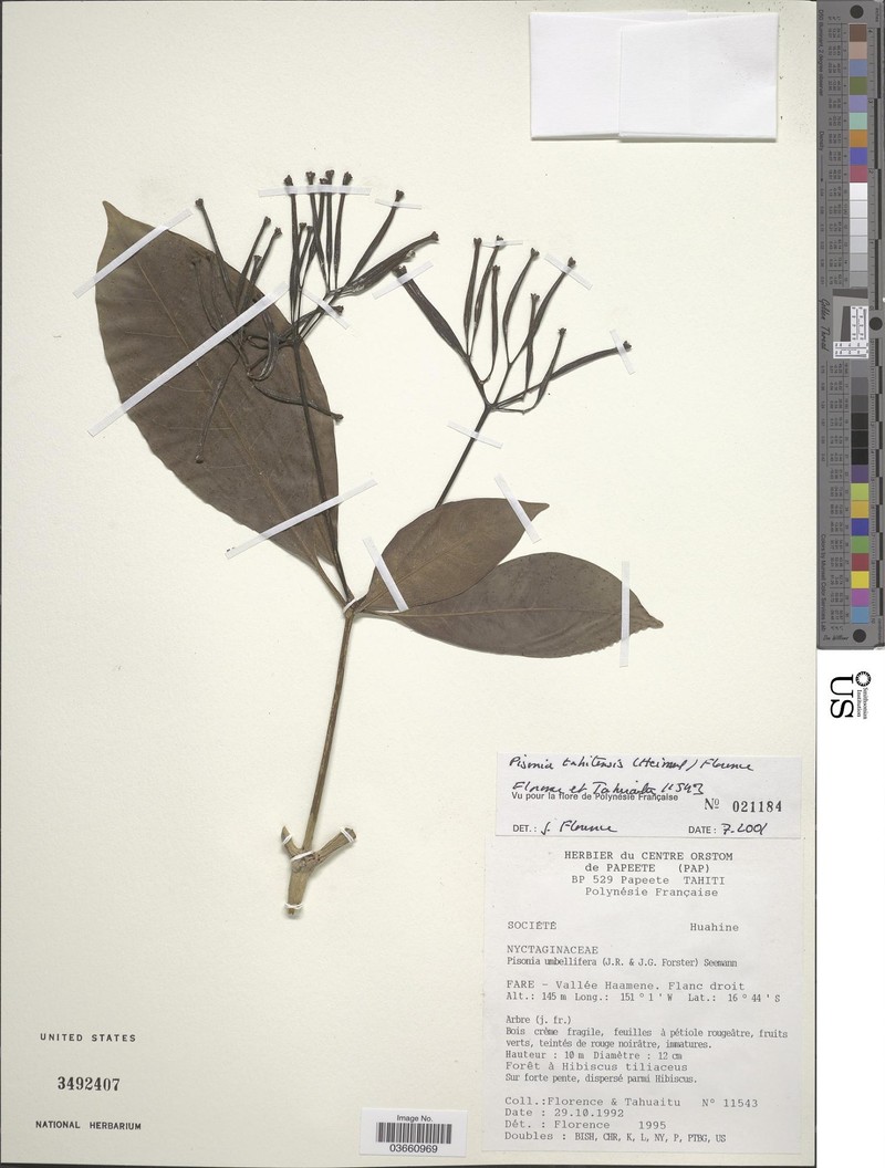 Ceodes taitensis photo 5