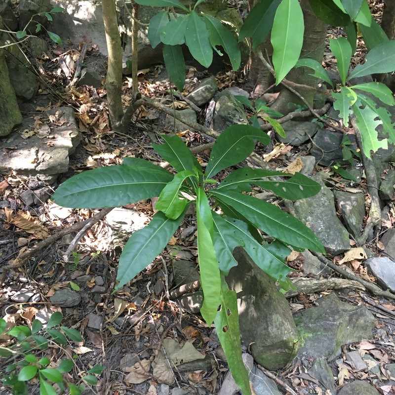 Umbrella Catchbirdtree