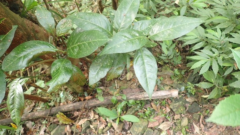 Umbrella Catchbirdtree photo 2