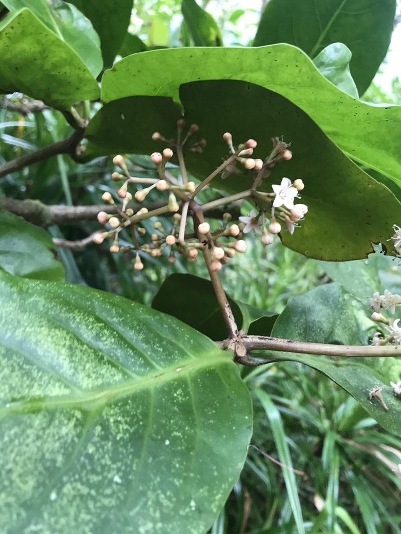 Umbrella Catchbirdtree photo 4