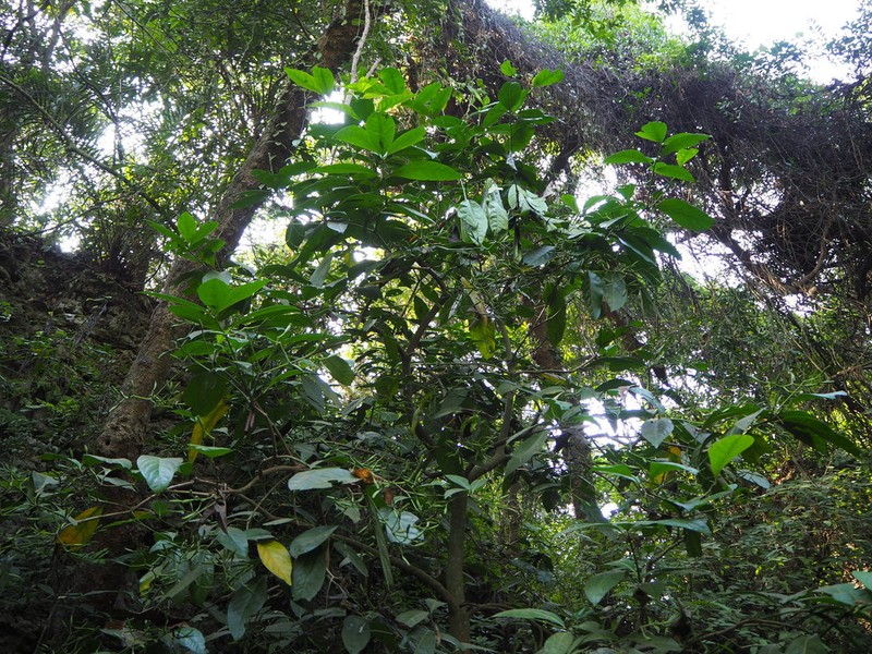Umbrella Catchbirdtree photo 6