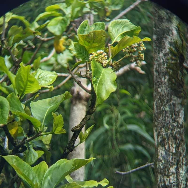 Umbrella Catchbirdtree photo 7
