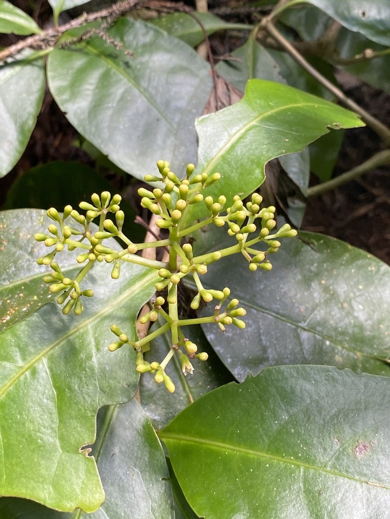 Umbrella Catchbirdtree photo 8