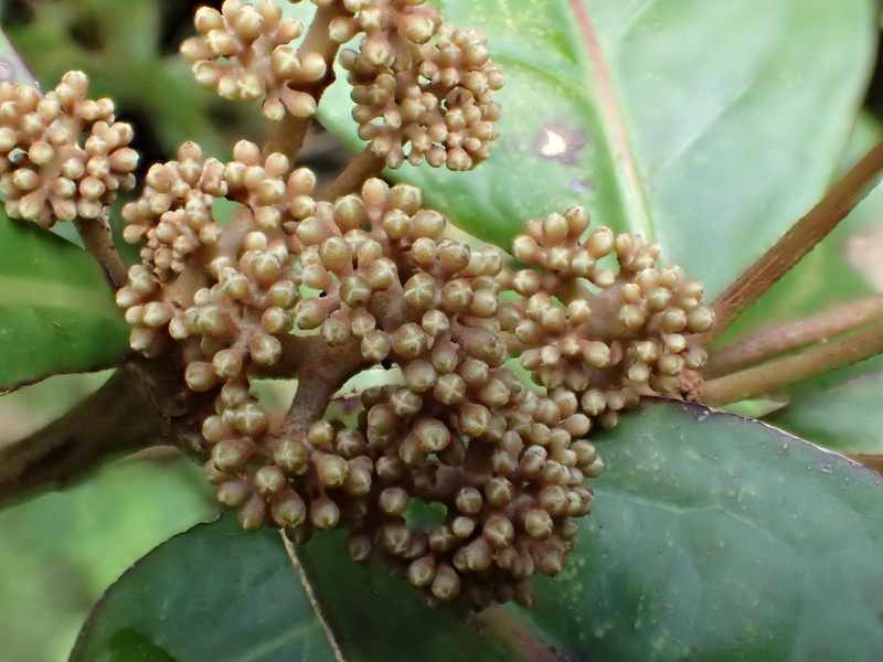 Kauai Catchbirdtree photo 5