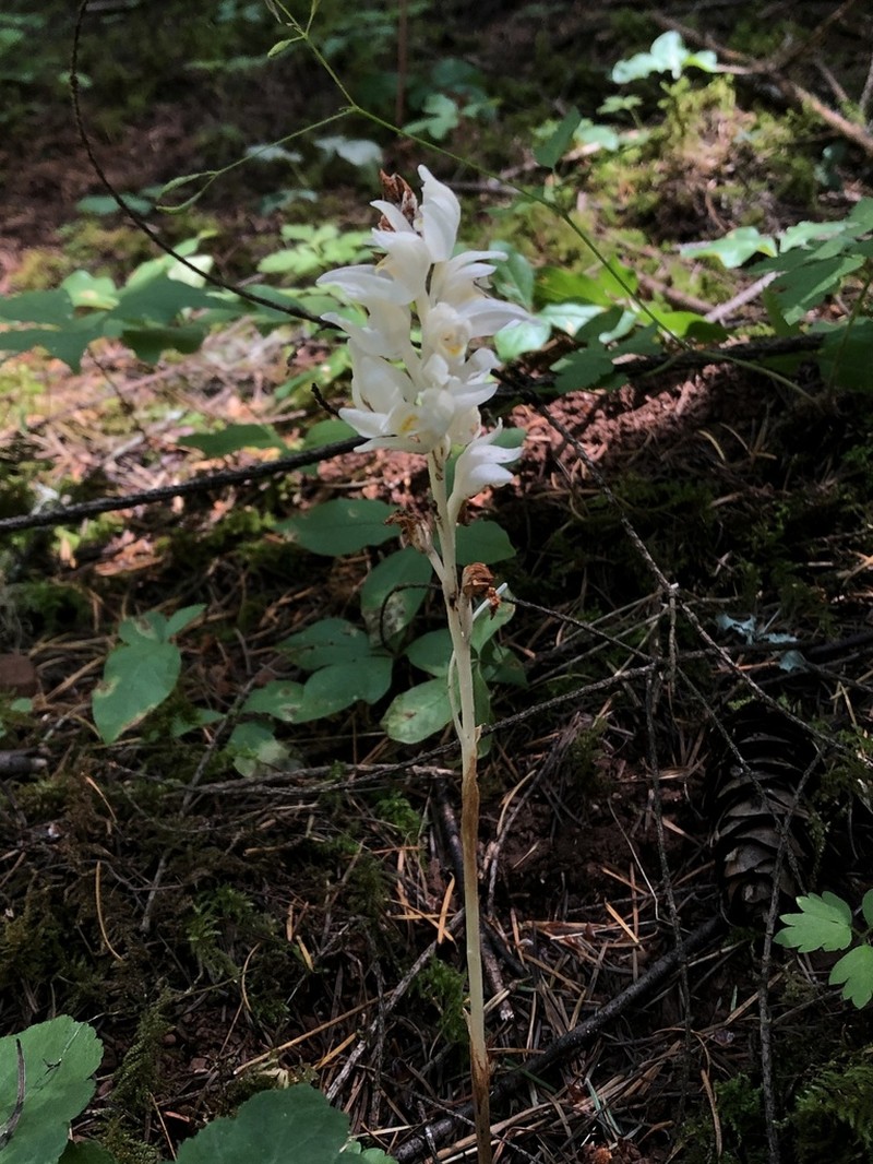Phantom Orchid