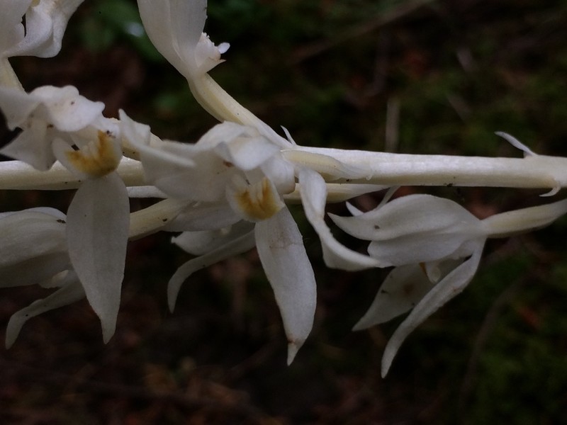 Phantom Orchid photo 2
