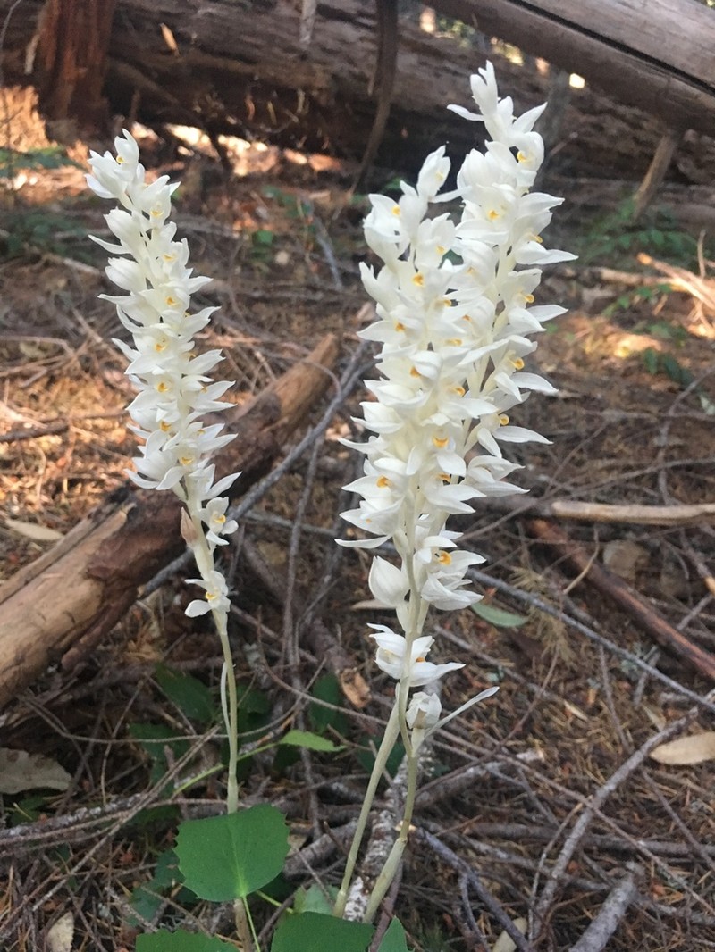 Phantom Orchid photo 3