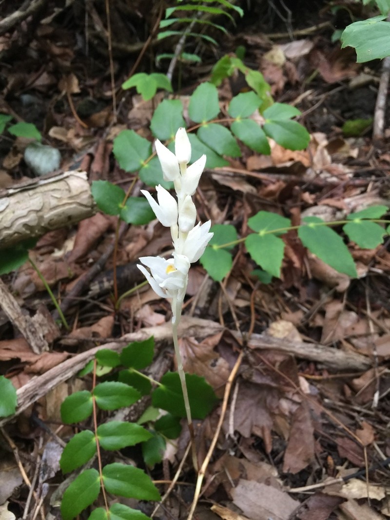 Phantom Orchid photo 4