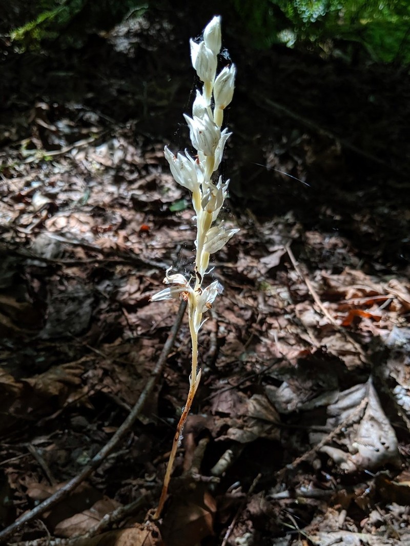 Phantom Orchid photo 5