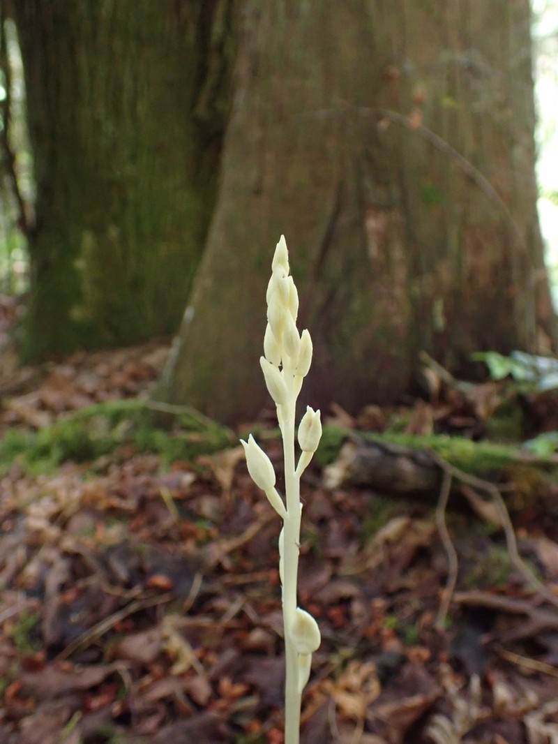 Phantom Orchid photo 6