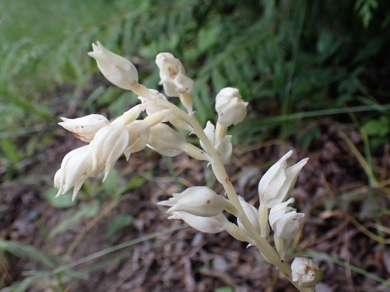 Phantom Orchid photo 7