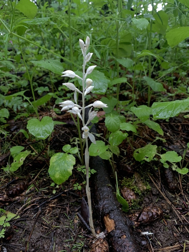 Phantom Orchid photo 8