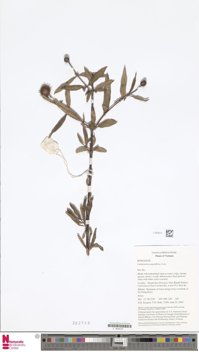 Cephalanthus angustifolius