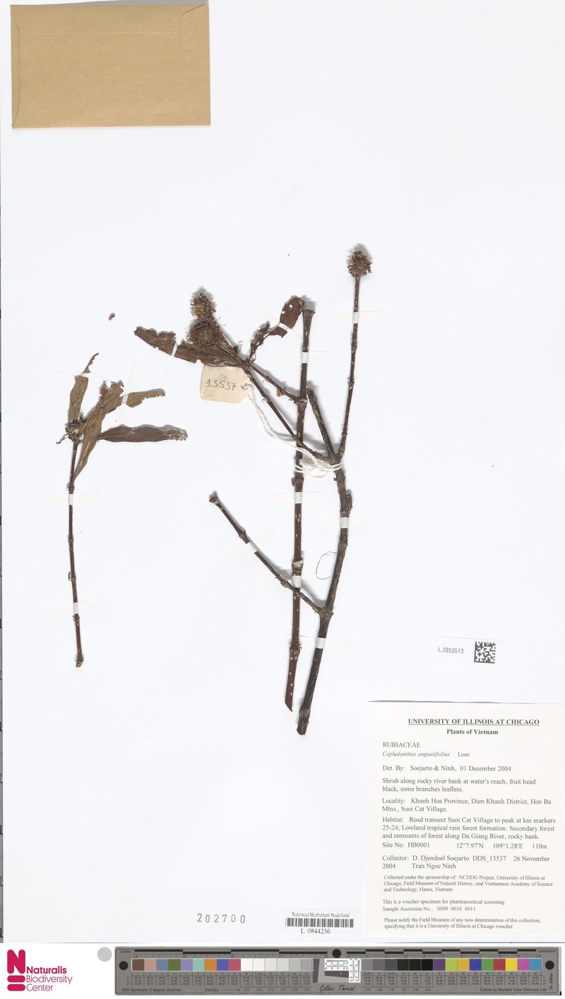 Cephalanthus angustifolius photo 2