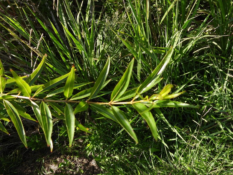 Cephalanthus glabratus photo 4