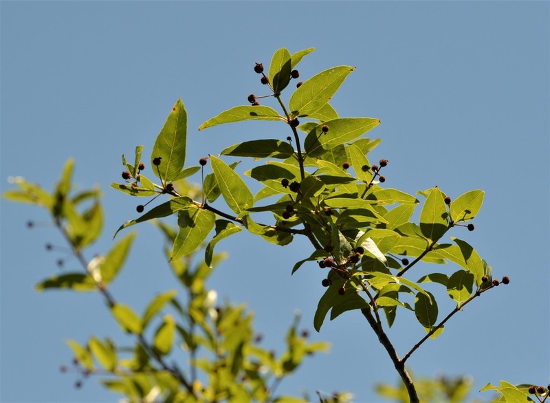 Cephalanthus glabratus photo 5