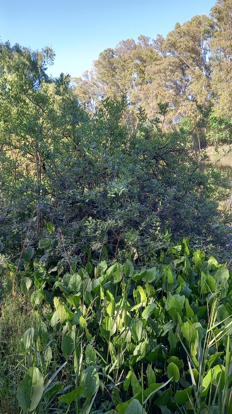 Cephalanthus glabratus photo 7