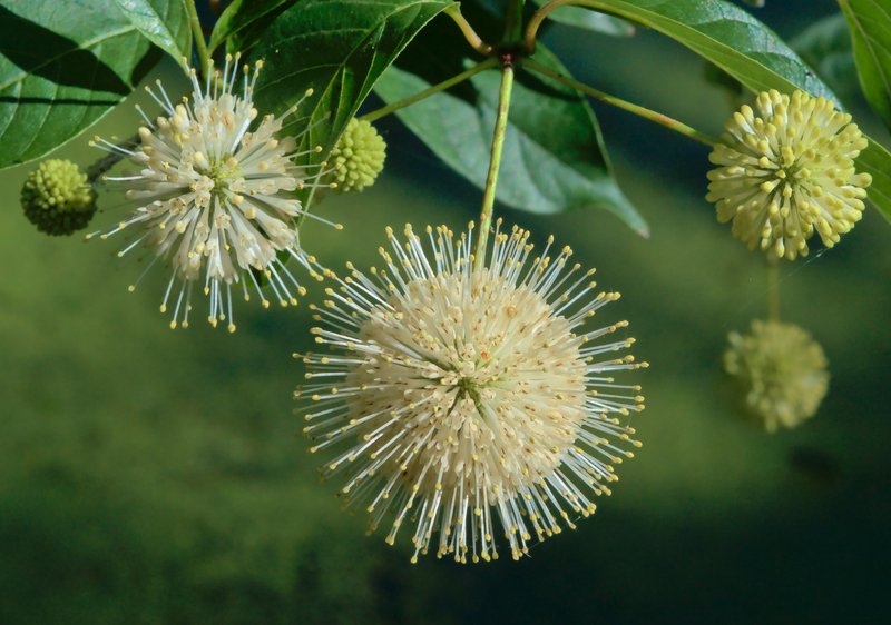 Common Buttonbush