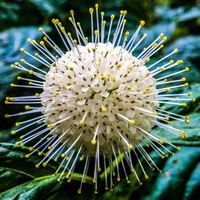 Common Buttonbush