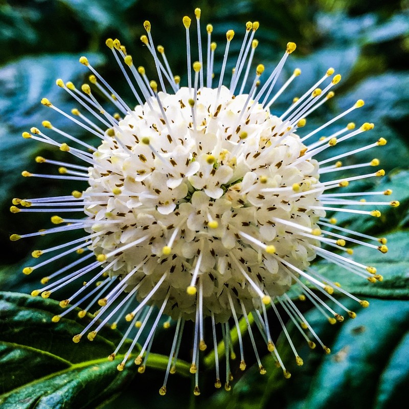 Common Buttonbush