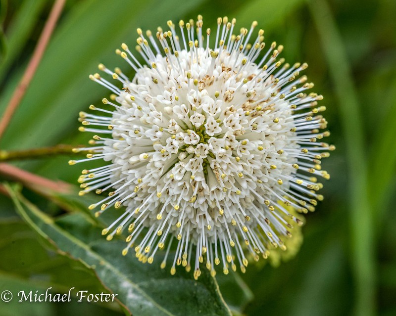 Common Buttonbush photo 2