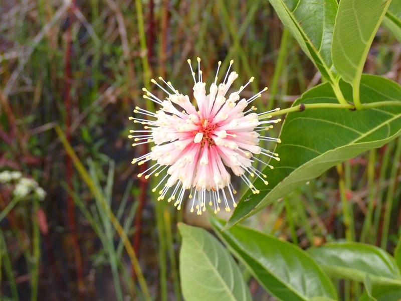 Common Buttonbush photo 3