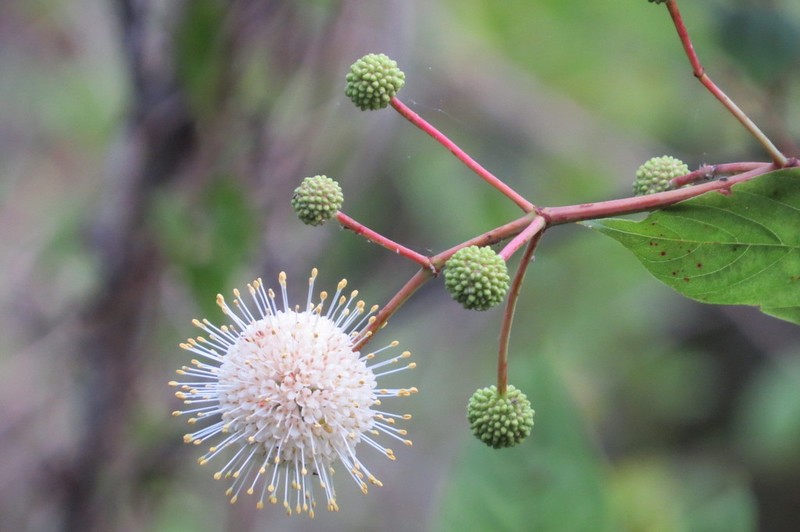 Common Buttonbush photo 5