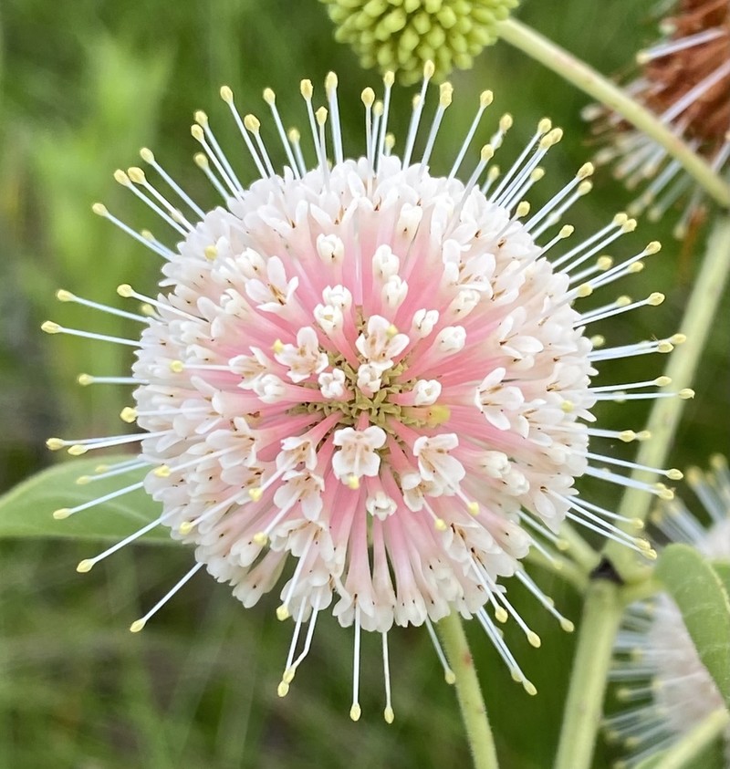 Common Buttonbush photo 6