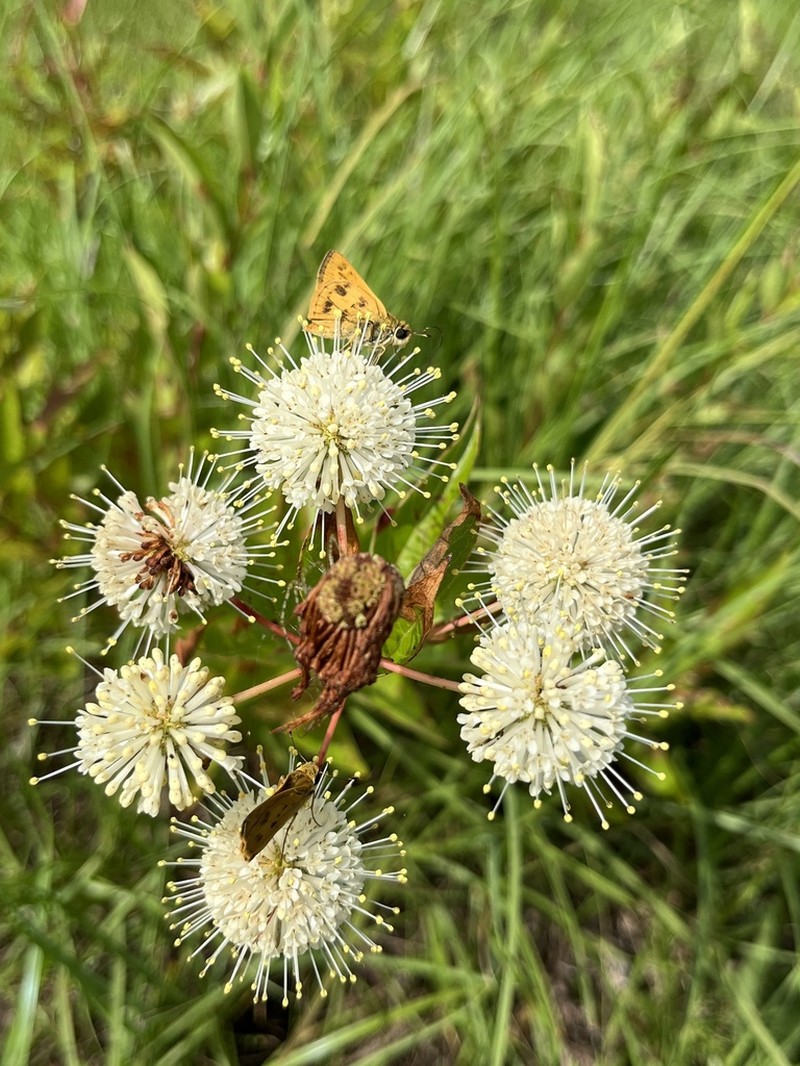 Common Buttonbush photo 7