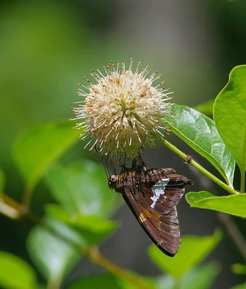 Common Buttonbush photo 8